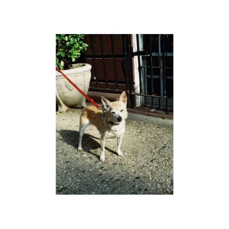 Lomography Négatifs Couleur-Color Tiger 110 200 ASA24 poses